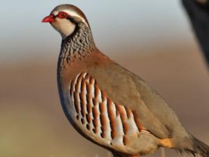 Los últimos veinte años se estima que las poblaciones de perdiz roja silvestre en España han disminuido un 33 por ciento. / Juan Lacruz (WIKIMEDIA)