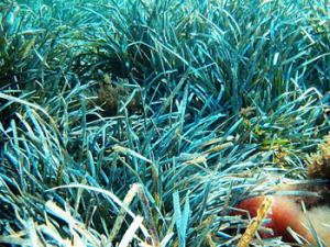 Posidonia oceanica. / Alberto Romeo (WIKIMEDIA)