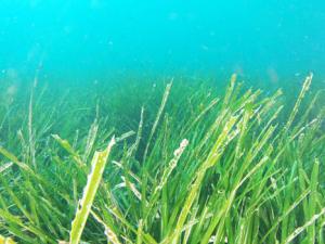 Pese a sus beneficios, el 80% de los municipios retira las praderas marinas. / albert kok (PIXABAY)