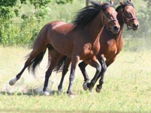 Caballos, animales de sangre caliente. / Azalea-Lady (PIXABAY)
