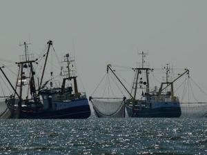 Expertos alertan de la sobreexplotación en más de 110 especies en el Mediterráneo