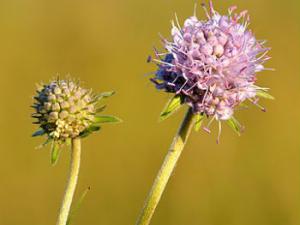 Succisa pratensis. / Ivar Leidus (WIKIMEDIA)