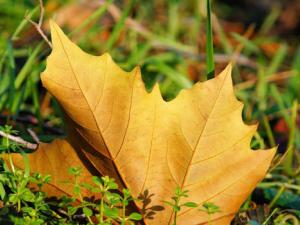 La lucha contra el cambio climático necesita transformaciones integrales en las formas de producir y de consumir, según la responsable de la Convención de la ONU para el Cambio Climático, Patricia Espinosa, quien ha subrayado que esa transición debe ser justa y "pacífica".
