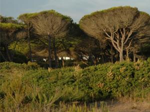 Pinar. / Paco Rubio Ordás (FLICKR)