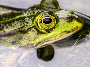 Rana de agua. / Kathy2408 (PIXABAY)