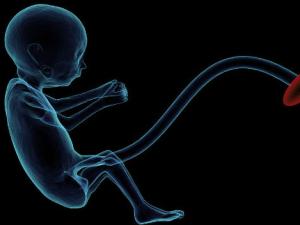 Vitrificación de ovocitos, medida más útil frente a la infertilidad por edad