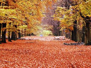 Descubren que las hojas en descomposición producen gases de efecto invernadero