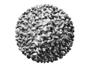 Día Mundial contra la Hepatitis: el objetivo es acabar con ella en 2030, ¿habrá vacuna?