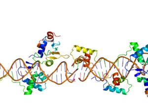 Estructura de la proteína PAX8. Basado en la representación PyMOL de PDB 1k78. / Emw (WIKIMEDIA, CC BY-SA 3.0)
