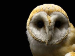 La lechuza común (Tyto alba) fue elegida Ave del Año 2018