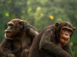 Proponen nuevo enfoque en el estudio con primates para estudiar evolución del lenguaje. / sasint (PIXABAY)