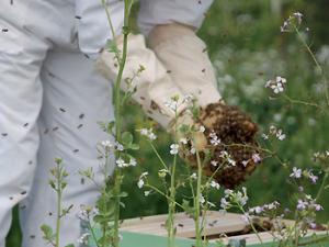 ¿Qué está ocurriendo con las abejas?