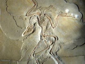 Archaeopteryx expuesto en el Museo Natural de Berlín. Eoalulavis también conservaba el álula, las tres o cuatro plumas unidas al primer dedo de la mano que indicaban que su vuelo era mucho más evolucionado que el de Archaeopteryx. / H. Raab (User: Vesta) (WIKIMEDIA)