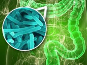 Cada persona lleva dentro de su estómago más de un kilo de microbios que son esenciales para su salud. / German Tenorio (PIXABAY)