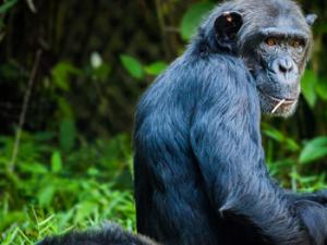 Chimpancé. / DaFranzos (PIXABAY)