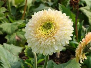 Crisantemo de color blanco. / SQ-907664908 (PIXABAY)