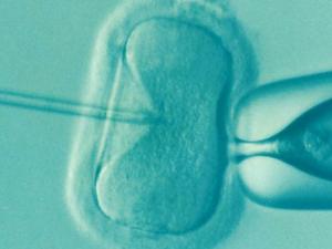 Manipulación de un óvulo. / DrKontogianniIVF (PIXABAY)