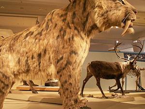 El arma secreta del tigre dientes de sable