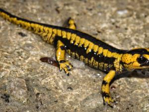 Salamandra salamandra bernardezi. / Alexandre Roux (FLICKR)