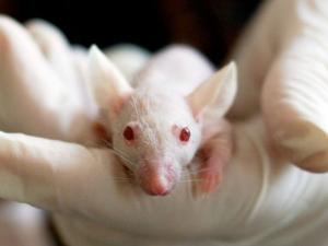 La experimentación con animales cae al mínimo desde que hay registros