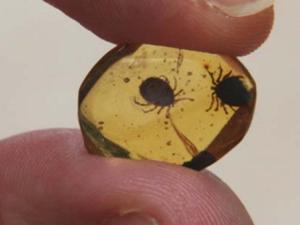 Pieza de resina fósil que muestra evidencias de la relación de parasitismo entre las garrapatas y los dinosaurios hace 100 millones de años. / IGME