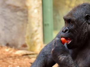 Gorila. / Alexas_Fotos (PIXABAY)