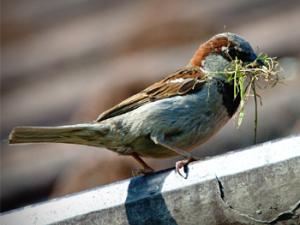El ennegrecimiento del plumaje de las aves ha permitido a dos investigadores reconstruir la historia de la contaminación del aire en las ciudades industriales. / LubosHouska (PIXABAY)