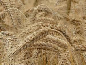 Una guerra entre mil plagas. / Hans (PIXABAY)