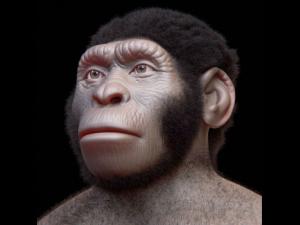 Recreación del rostro de H. naledi. / Cicero Moraes (Arc-Team) et alii (WIKIMEDIA)