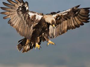Águila imperial ibérica. / José Luis (FLICKR)