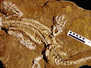 Espécimen holotipo de Orobates pabsti (MNG 10181) ubicado en el Museum der Natur Gotha, Stiftung Schloß Friedenstein, Alemania. / John A. Nyakatura et al., 2015 (WIKIMEDIA, CC BY 2.5)