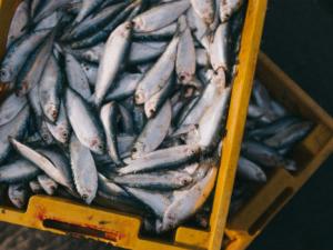 Los barcos pescan más dentro de las áreas protegidas que fuera de ellas