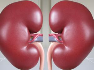 Maqueta de los riñones. / John Campbell (FLICKR)