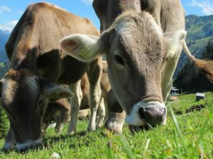 El animal terrestre más grande que quedará será la vaca. / Pixel-Sepp (PIXABAY)