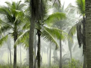 La Tierra puede volver a tener el clima de hace 50 millones de años dentro de un siglo
