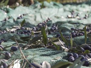 Residuos de olivo. / Fundación Descubre (FLICKR)