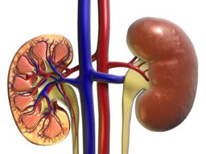 Estructura del riñón. /  www.medicalgraphics.de