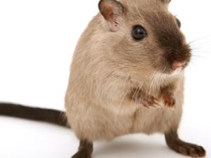 Roedor. / Meditations (PIXABAY)