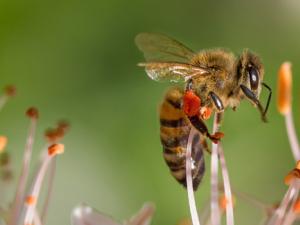 Abeja polinizadora. / designerpoint (PIXABAY)