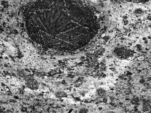 Primera evidencia encontrada de un flujo de agua en un asteroide, perteneciente a la condrita carbonácea Meteorite Hills 01070. / Josep M. Trigo (CSIC/IEEC)