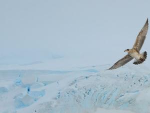 El estudio analiza el impacto de los contaminantes orgánicos persistentes en las aves oceánicas presentes en un gradiente de áreas de diferente latitud en el océano Sur. / michelle (PIXABAY)