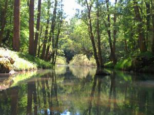 Las aguas del río Ebro inmediatamente después de haber surgido del subsuelo, en su nacimiento tradicional. / Pablo Ardura (WIKIMEDIA)