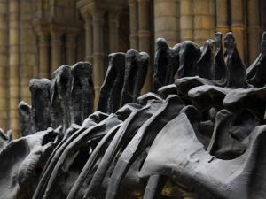 Científicos españoles hallan un nuevo dinosaurio