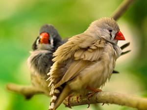 Pájaro Pinzón Cebra. / Irene Mei (FLICKR)