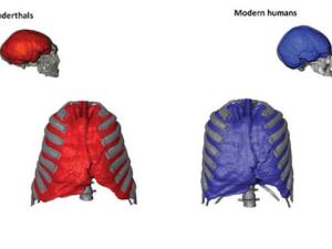 Forma del tórax y los pulmones en vista frontal de los humanos modernos y neandertales, así como una imagen de sus cerebros en la vista lateral. El tórax y el cráneo neandertales pertenecen a Kebara 2 y Guattari 1, respectivamente. El tórax y el cráneo de humanos modernos pertenecen a un promedio de cuatro humanos modernos y a un individuo, respectivamente. / Imágenes de los cráneos proporcionadas por el Dr. García Tabernero (MNCN)