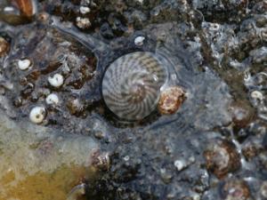 Gibbula cineraria. / S. Rae (FLICKR)