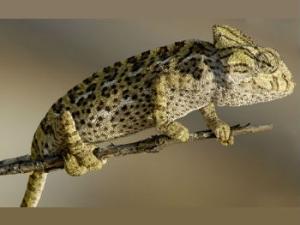 Camaleón, una especie sobreprotegida debido a su popularidad. / CSIC