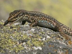 Ejemplar de lagartija carpetana, Iberolacerta cyreni, comiendo. / Roberto García-Roa (MNCN)