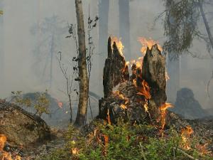 Analizan por primera vez los efectos del fuego en más de 7500 componentes de la materia orgánica del suelo