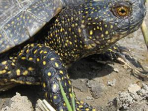 Fotografía de un ejemplar de galápago europeo (Emys orbicularis) tomada en el Delta del Ebro, España / Albert Bertolero (MNCN)